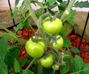 tomatoes in vegetable garden