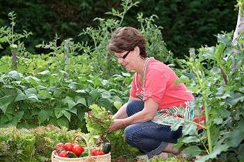 woman harvesting vegetables in her vegetable garden